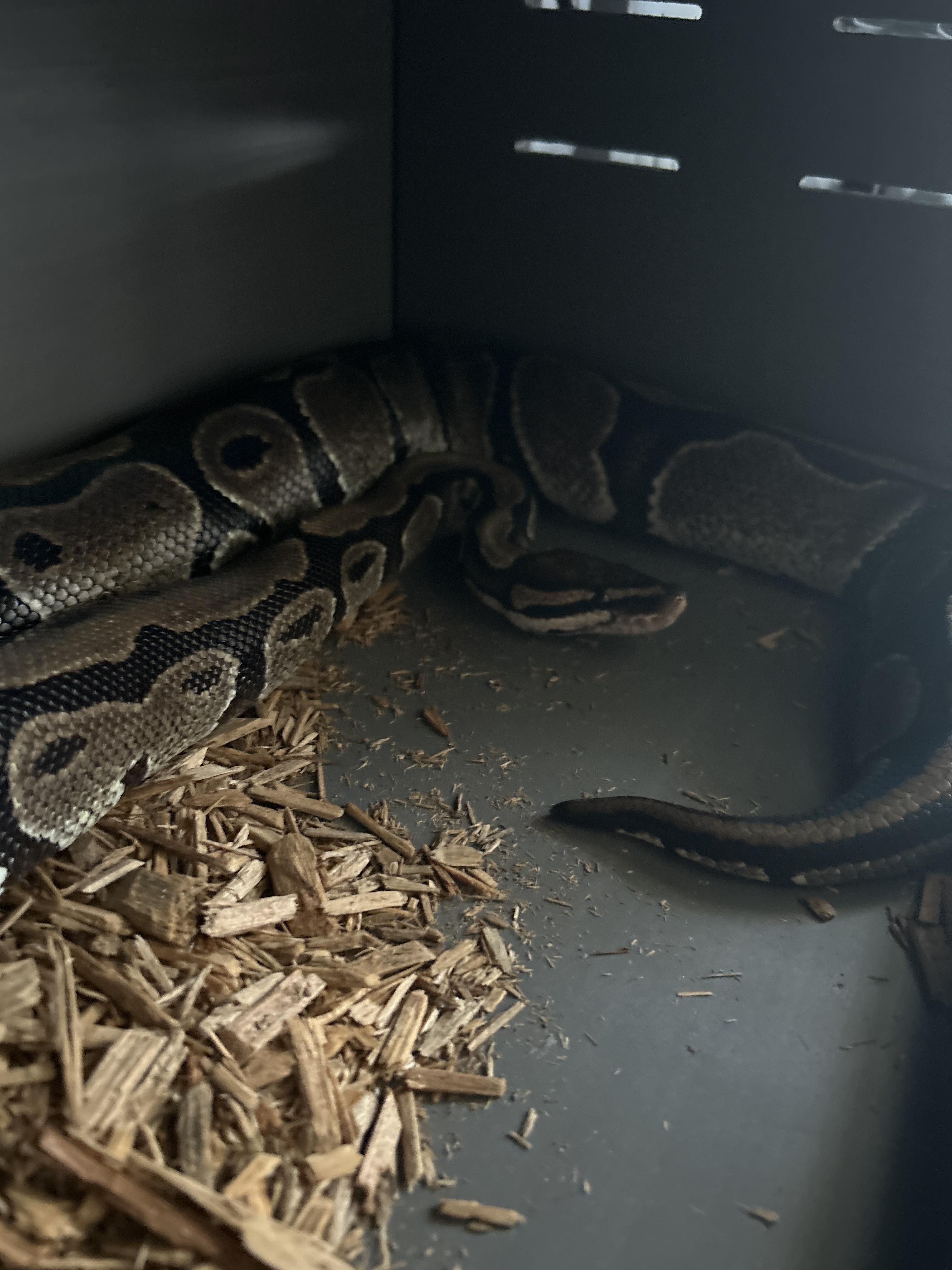 Stretch Ball Python, Adult Unknown unknown