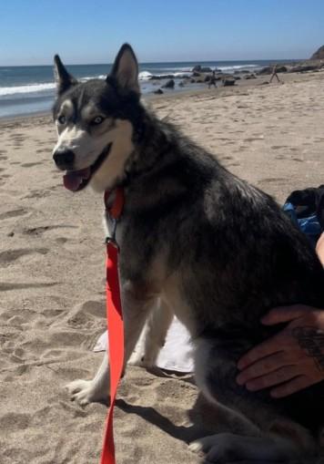 WINTER, Adoptable, Young Female Siberian Husky.