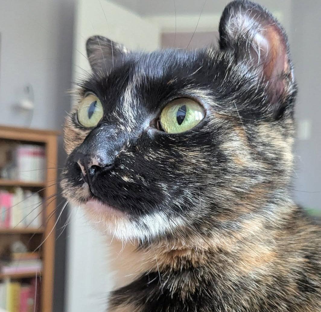 April, Adoptable, Young Female Tortoiseshell.
