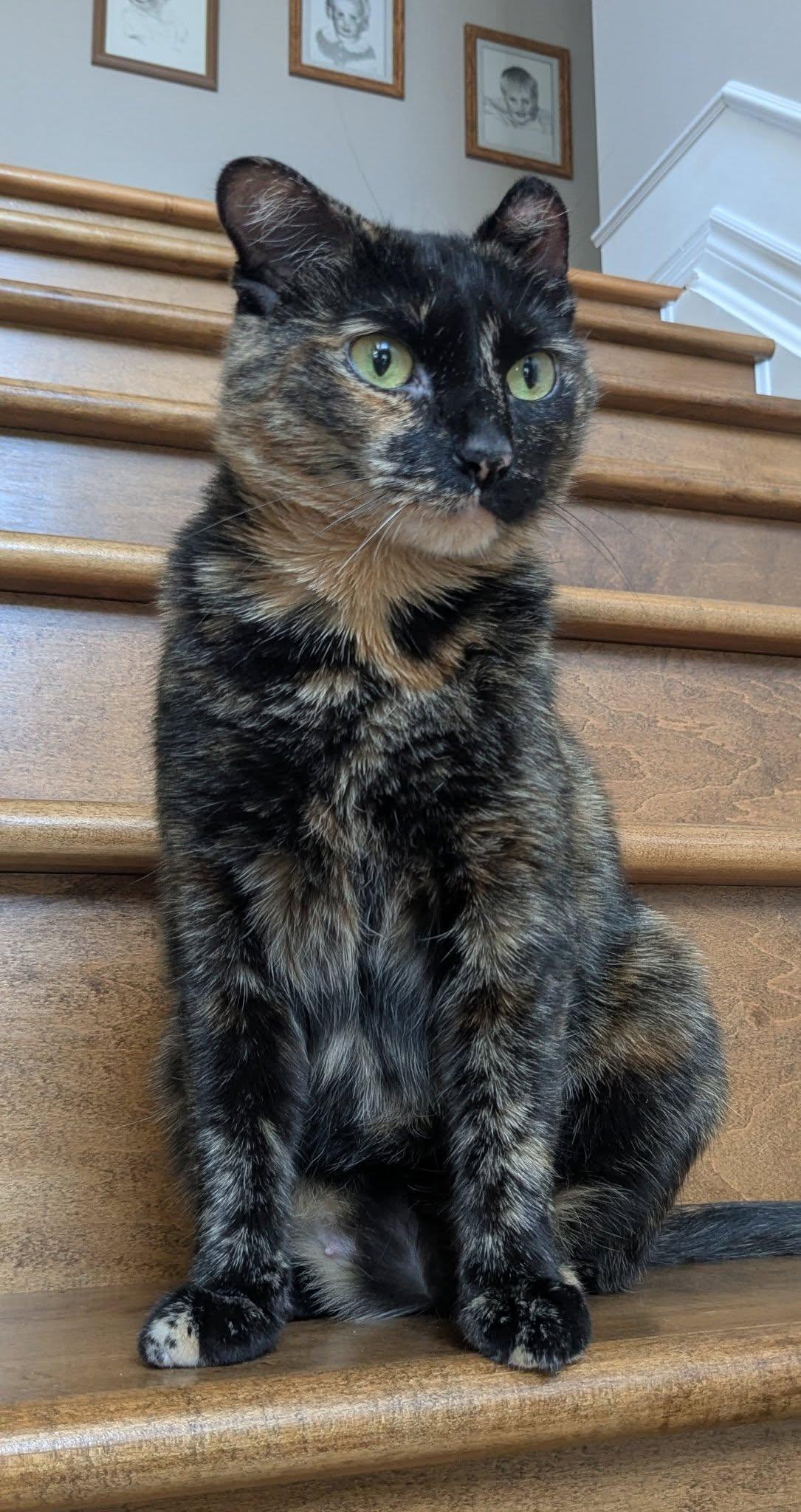 April, Adoptable, Young Female Tortoiseshell.