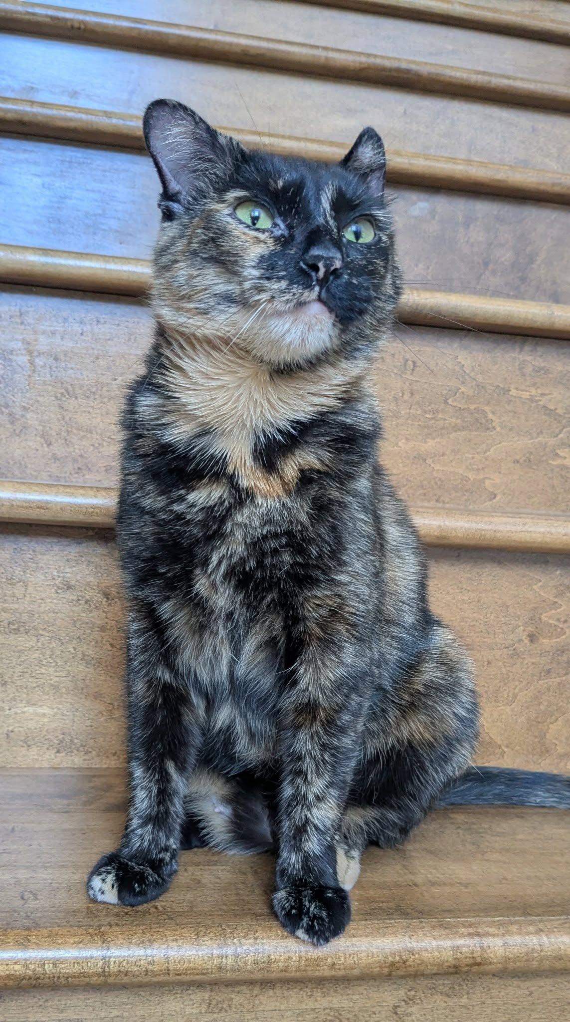 Enlarge April, a Adoptable Tortoiseshell in Orleans, ON image 3/3