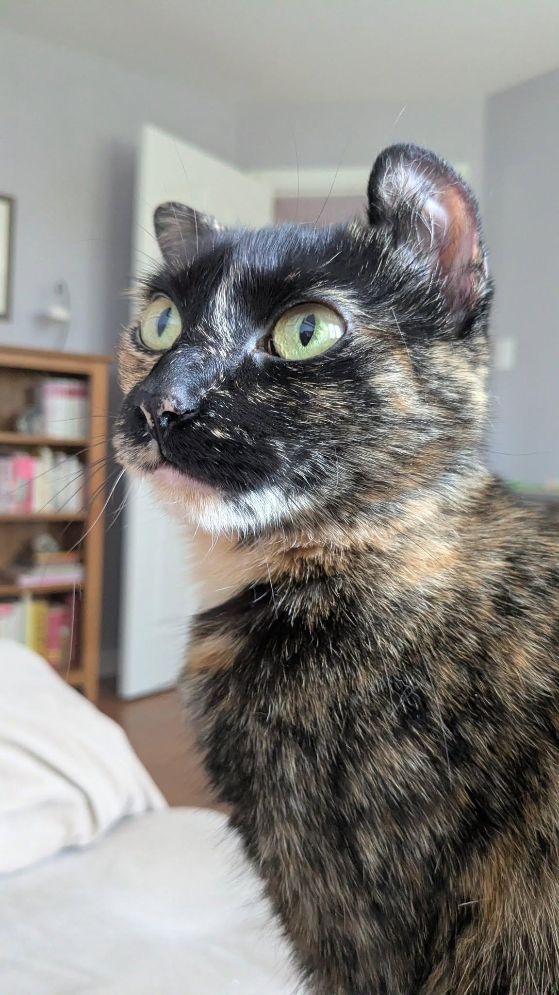 Enlarge April, a Adoptable Tortoiseshell in Orleans, ON image 2/3