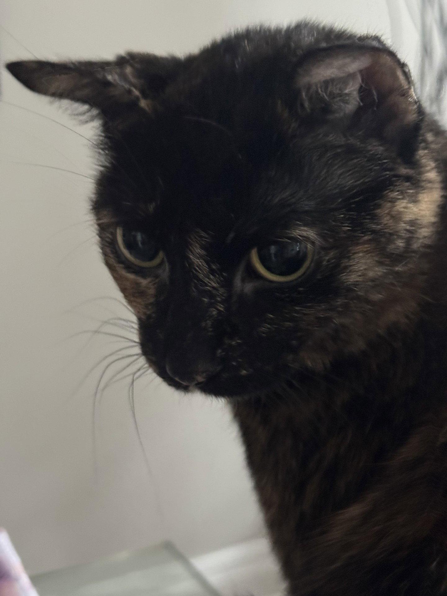 April, Adoptable, Young Female Tortoiseshell.