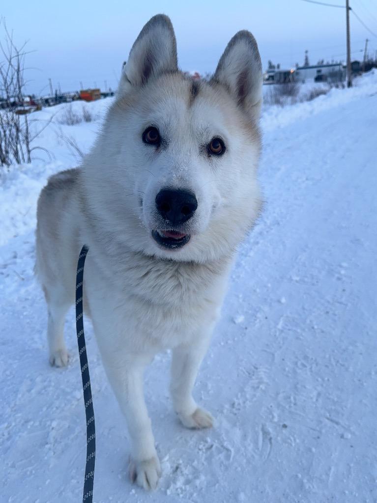 Ghost, Adoptable, Adult Male Husky.