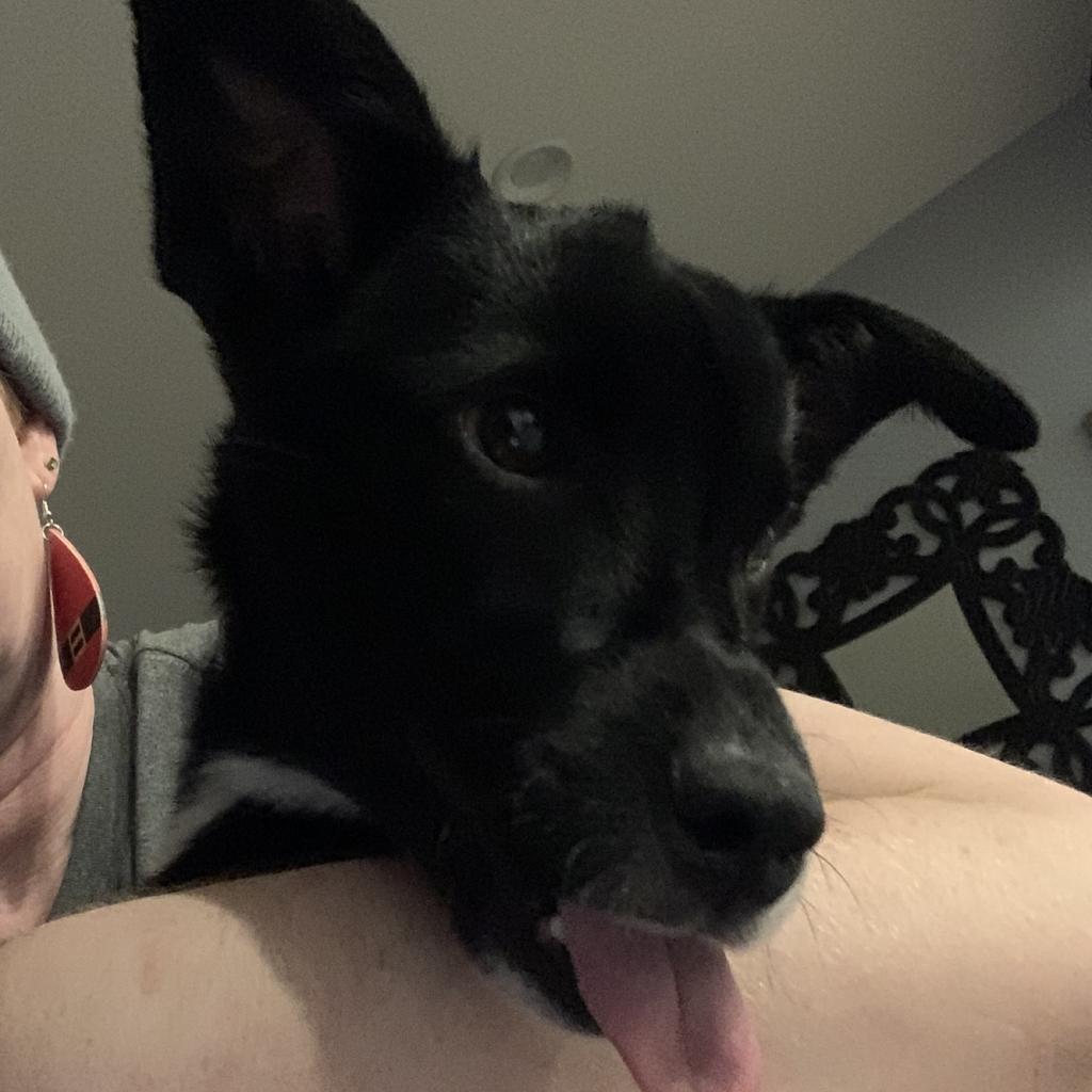 Maisy, a Adoptable Mixed Breed in Simpsonville, SC image 1/3