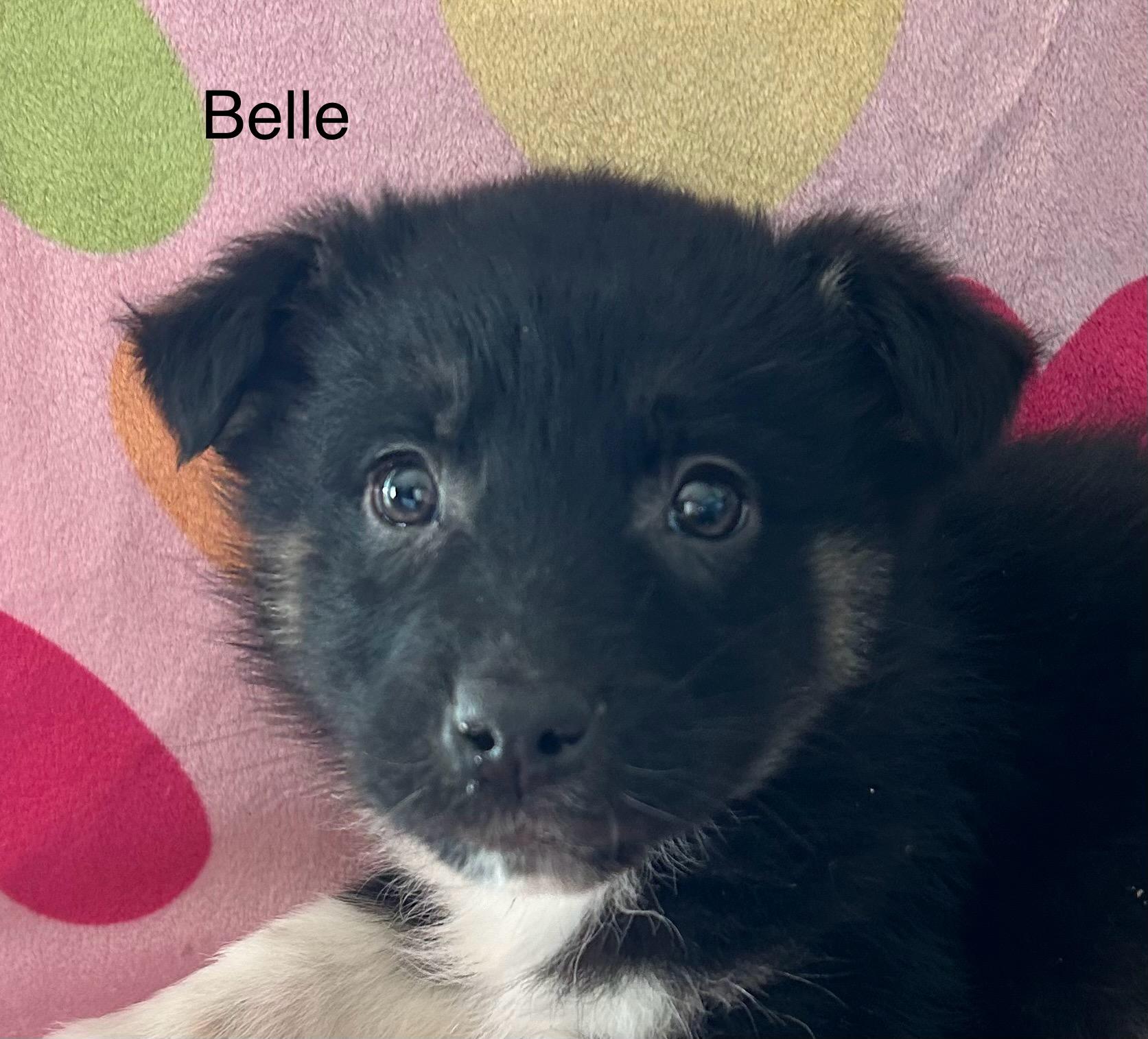 Belle, ADOPTABLE, Young Female Great Pyrenees & Australian Shepherd.