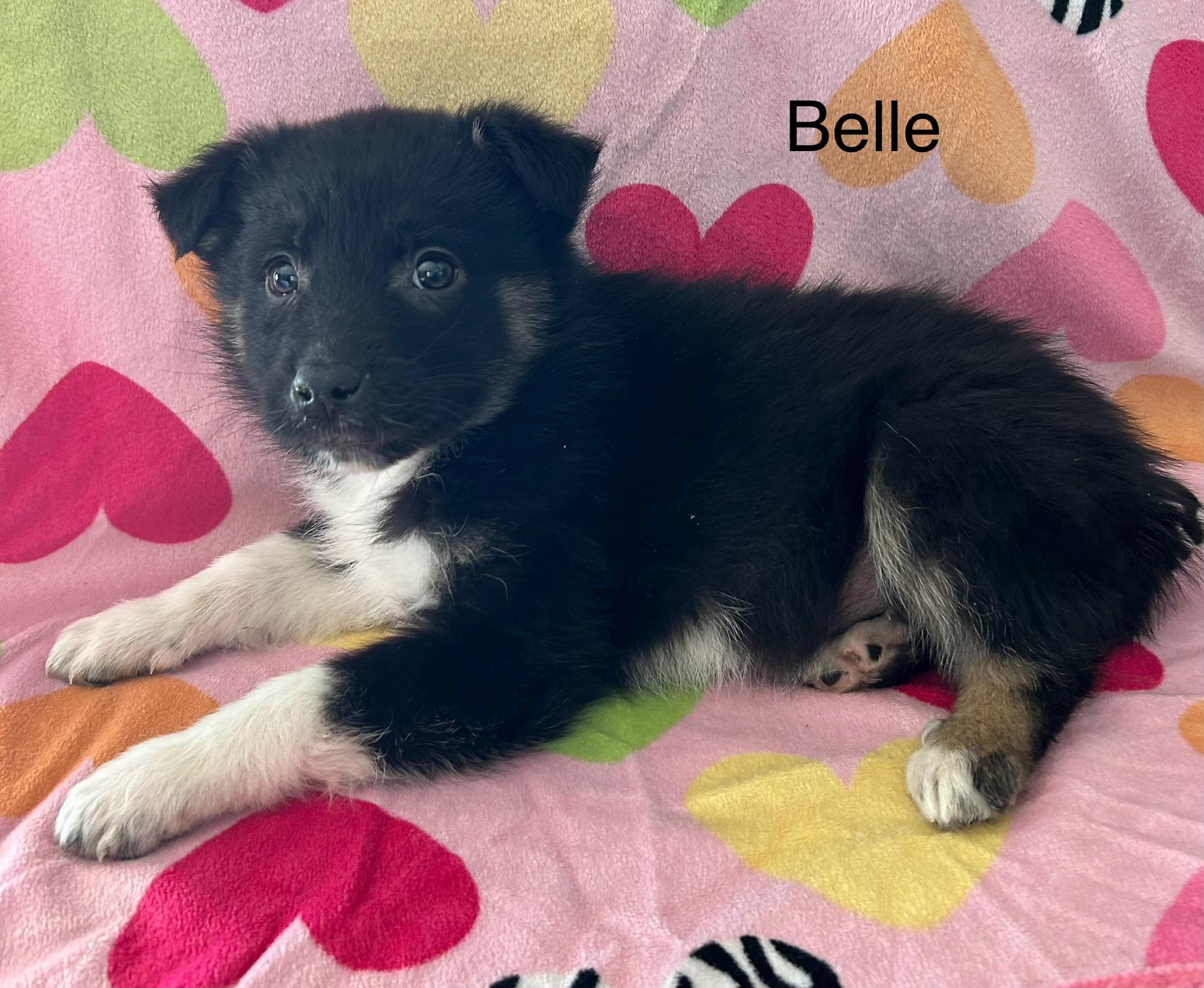 Enlarge Belle, a ADOPTABLE mixed breed in O'Fallon, MO image 2/2