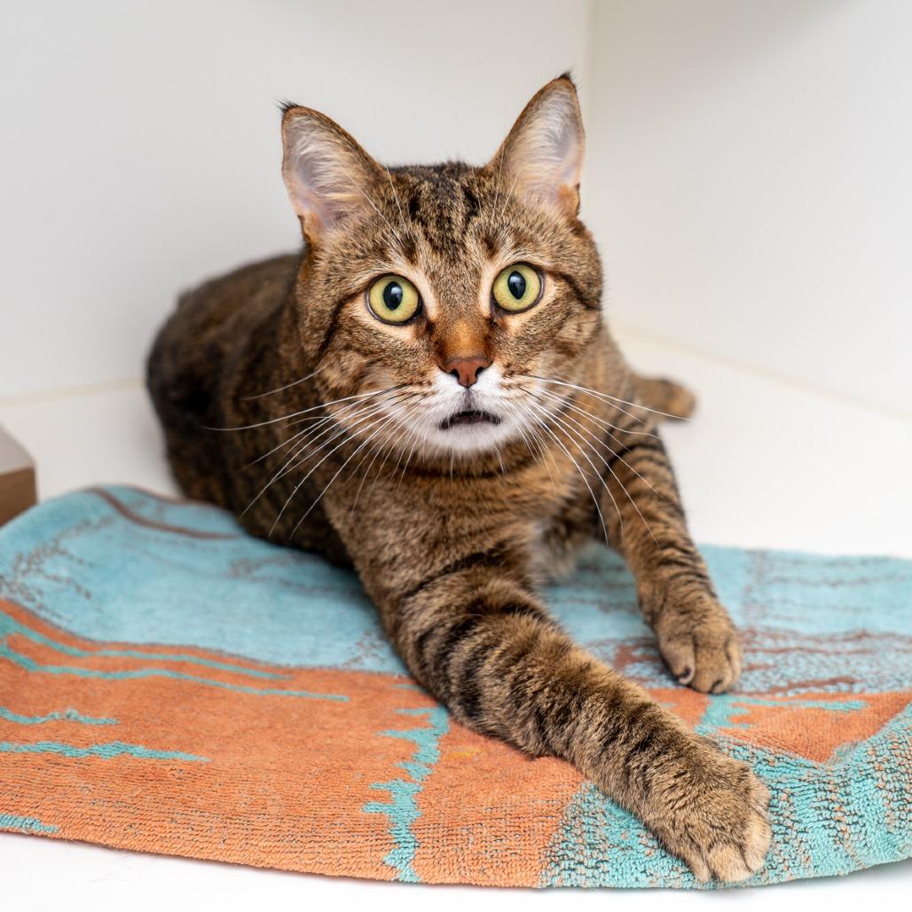 Daniel, Adoptable, Adult Male Domestic Short Hair.