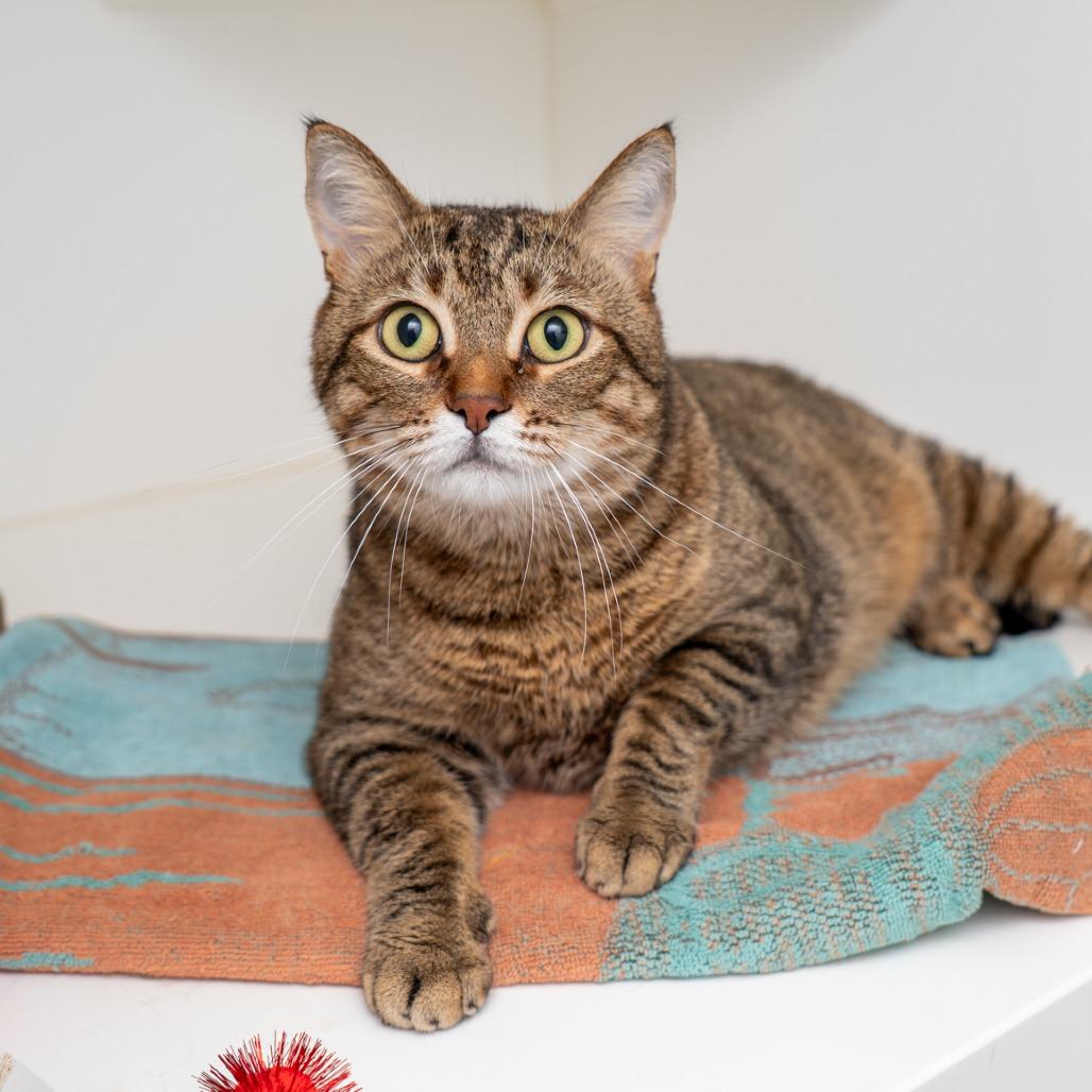 Daniel, a Adoptable Domestic Short Hair in New York, NY image 2/2