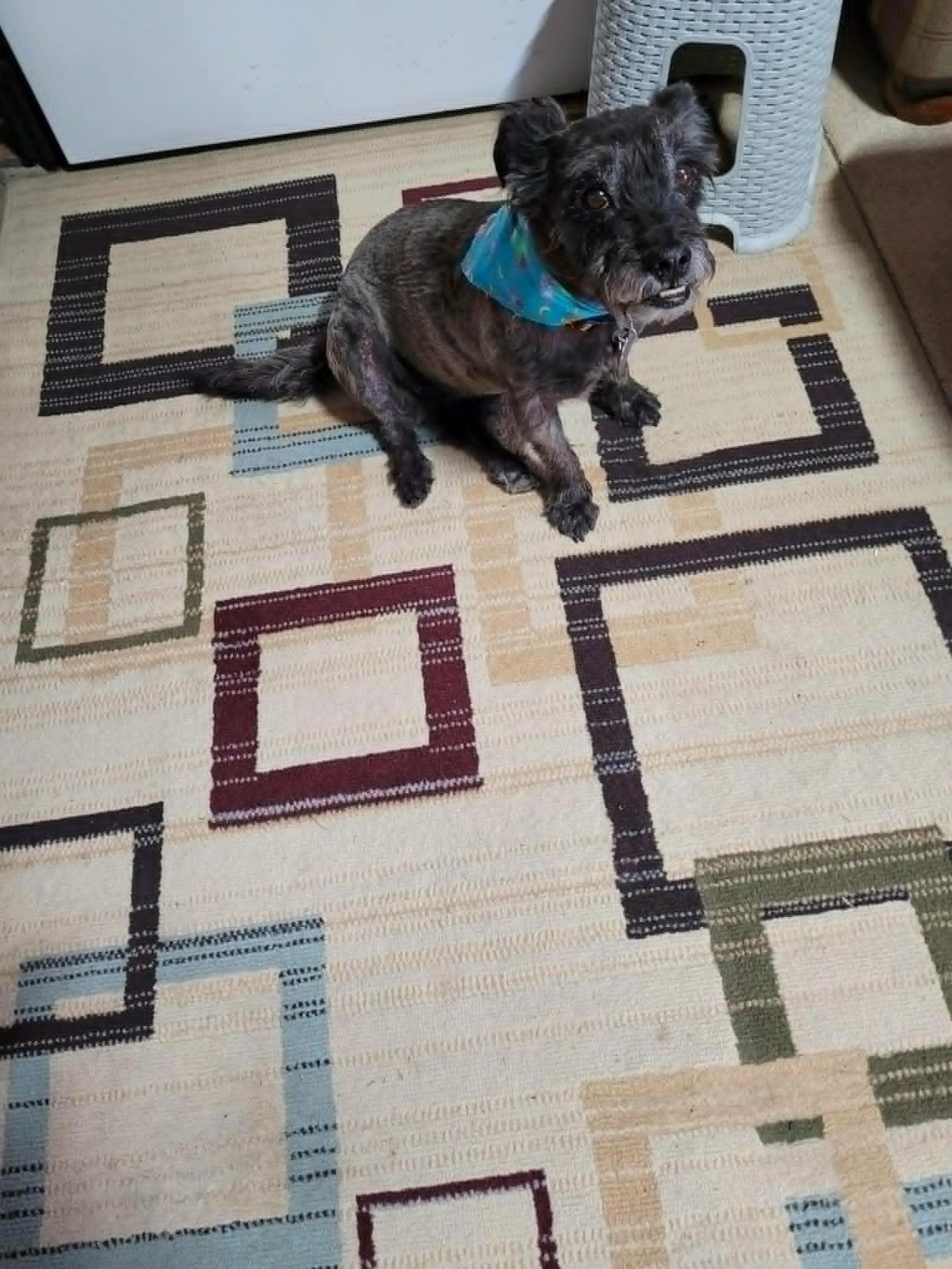Enlarge Knox, a ADOPTABLE Cairn Terrier in Chatham, ON image 3/4