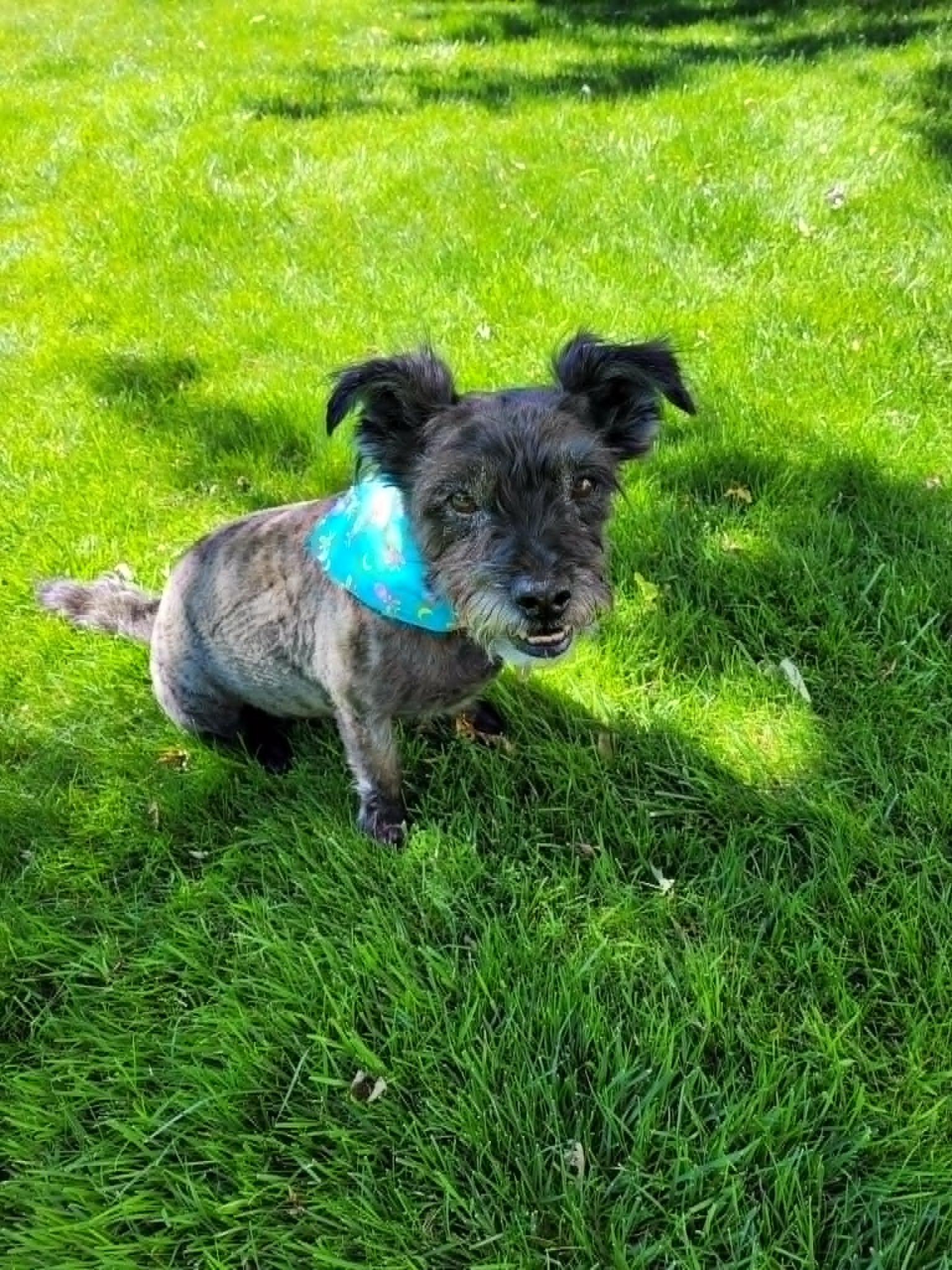 Knox, ADOPTABLE, Senior Male Cairn Terrier.