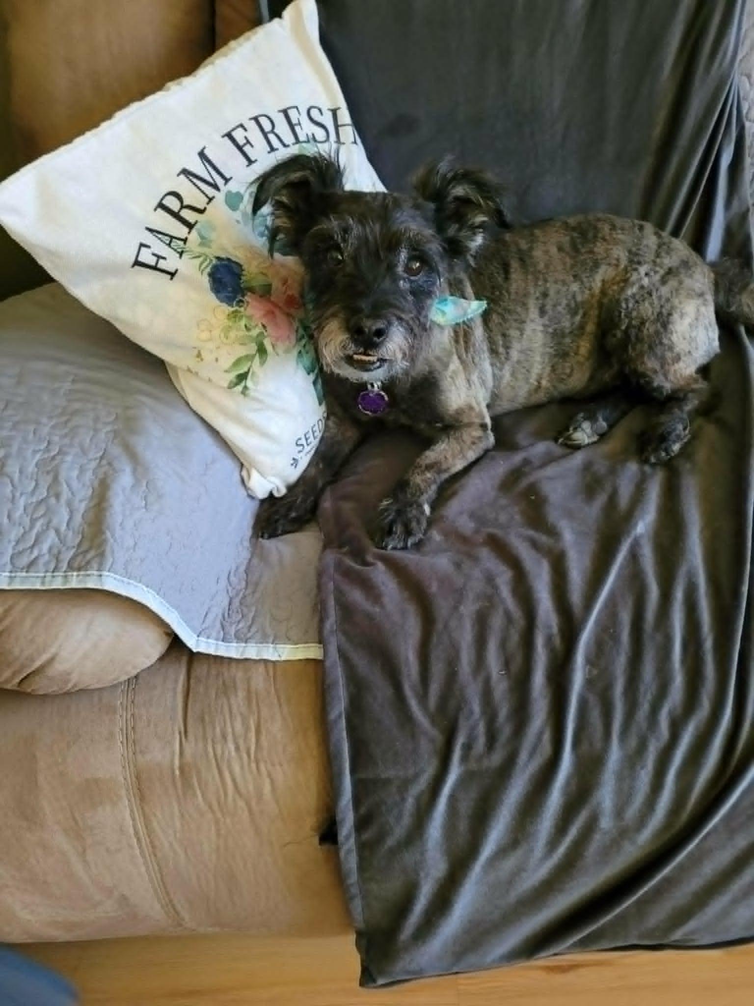 Enlarge Knox, a ADOPTABLE Cairn Terrier in Chatham, ON image 4/4