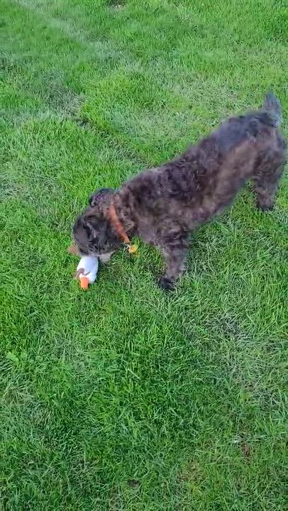 Enlarge Knox, a ADOPTABLE Cairn Terrier in Chatham, ON video 2/4