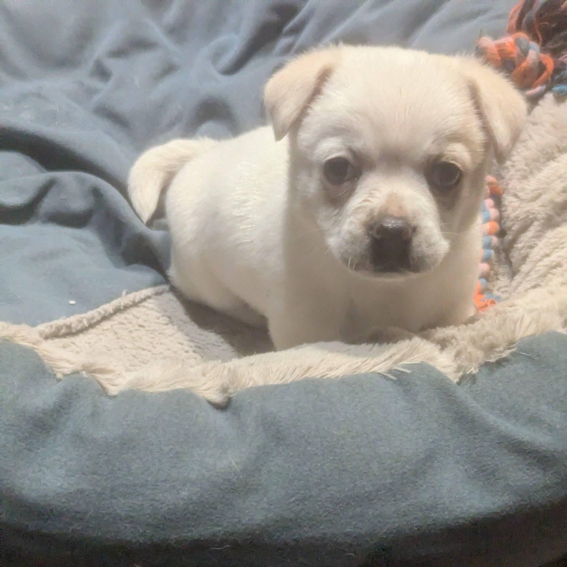 Misha, ADOPTABLE, Puppy Female Pug.