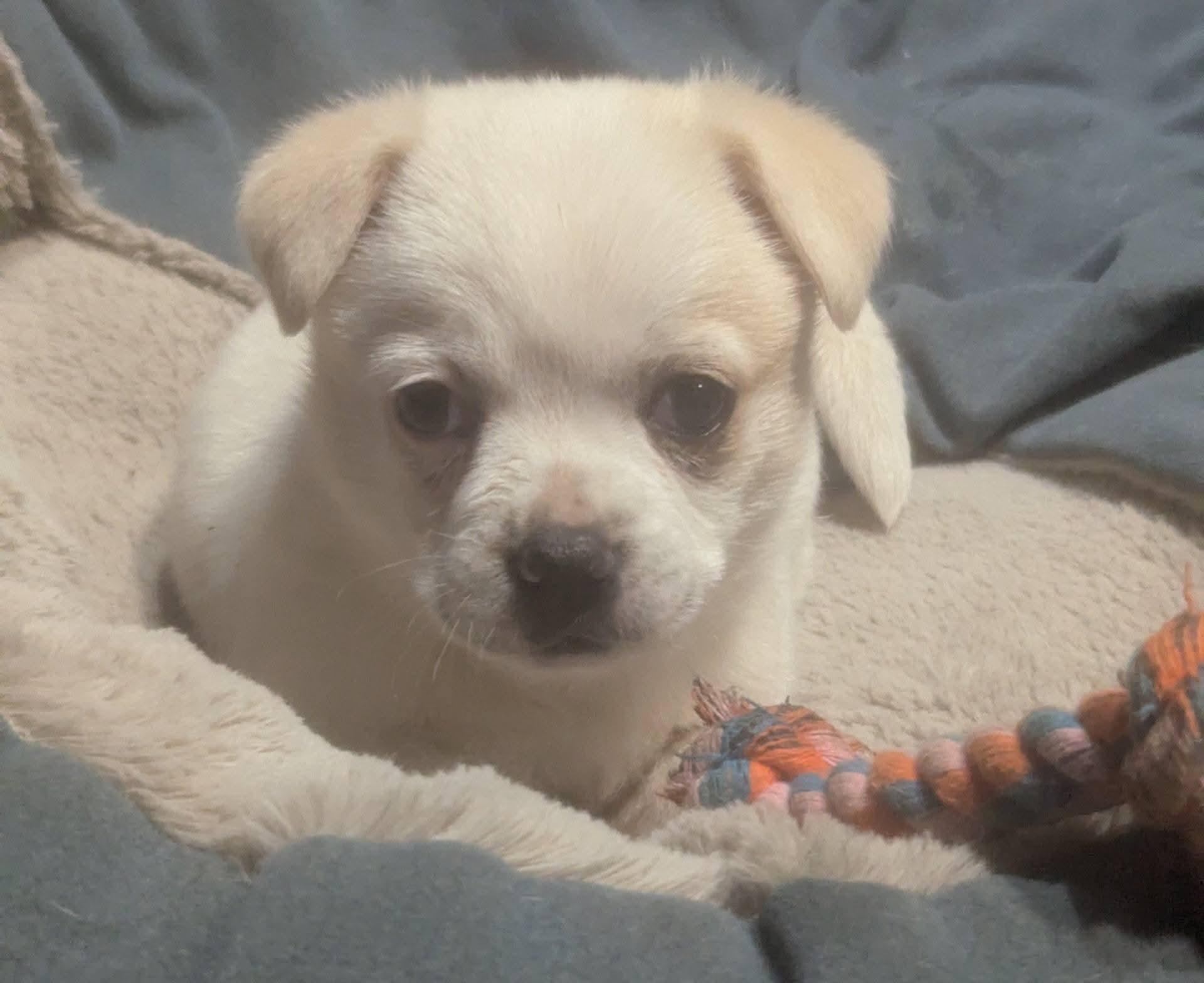 Misha, a ADOPTABLE mixed breed in Oakland, CA image 3/5