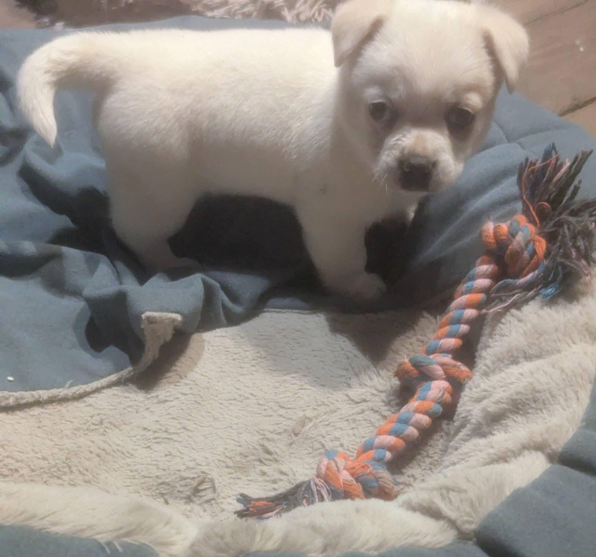 Misha, a ADOPTABLE mixed breed in Oakland, CA image 2/5