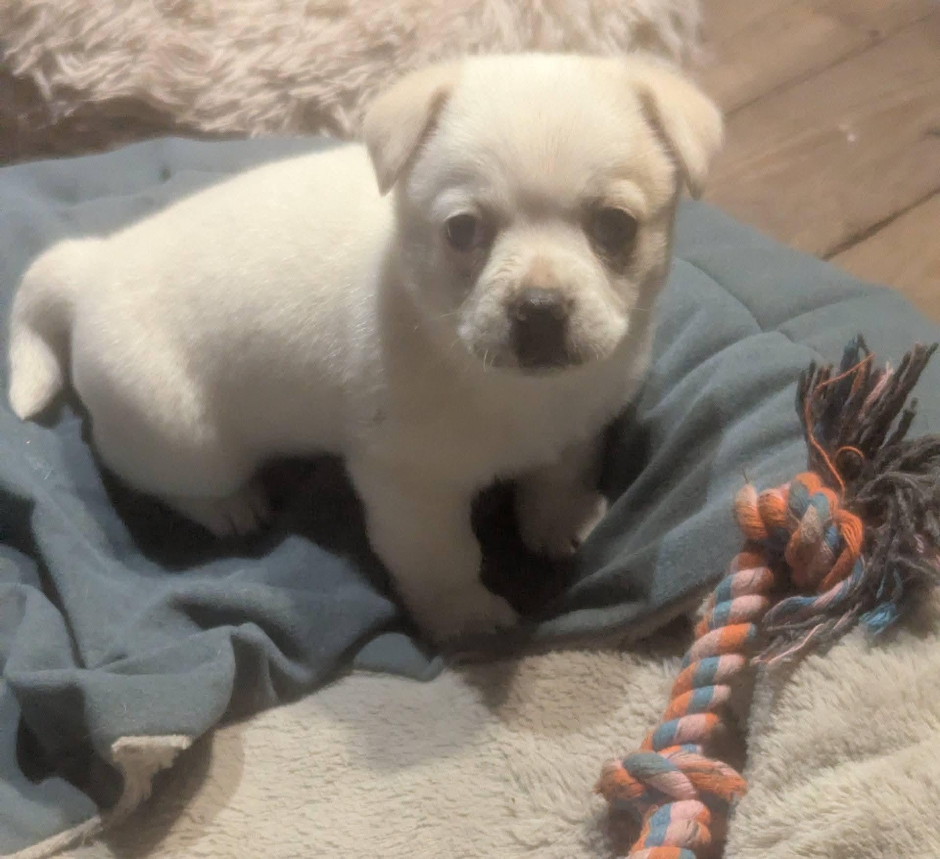 Misha, a ADOPTABLE mixed breed in Oakland, CA image 4/5