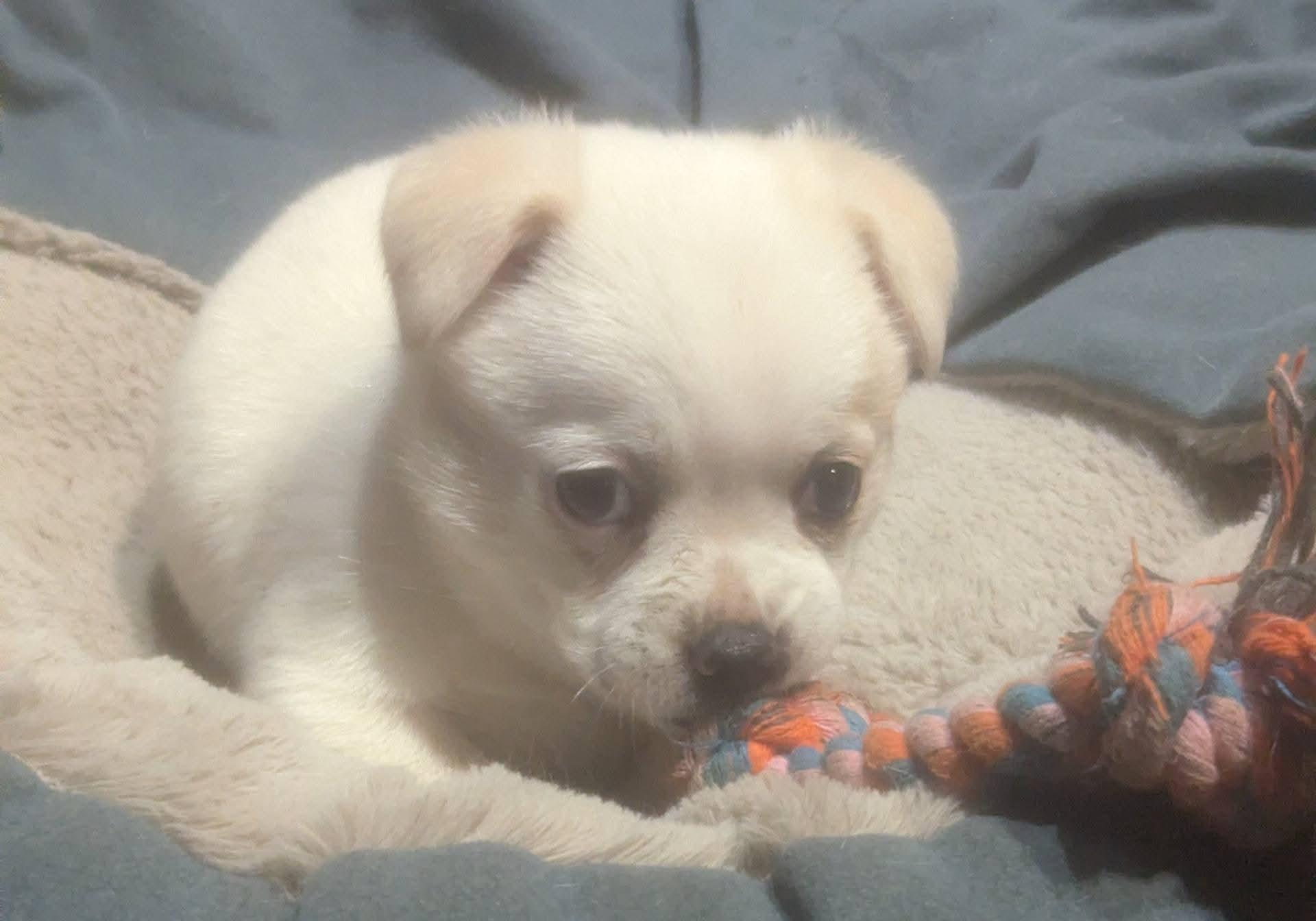 Misha, a ADOPTABLE mixed breed in Oakland, CA image 5/5