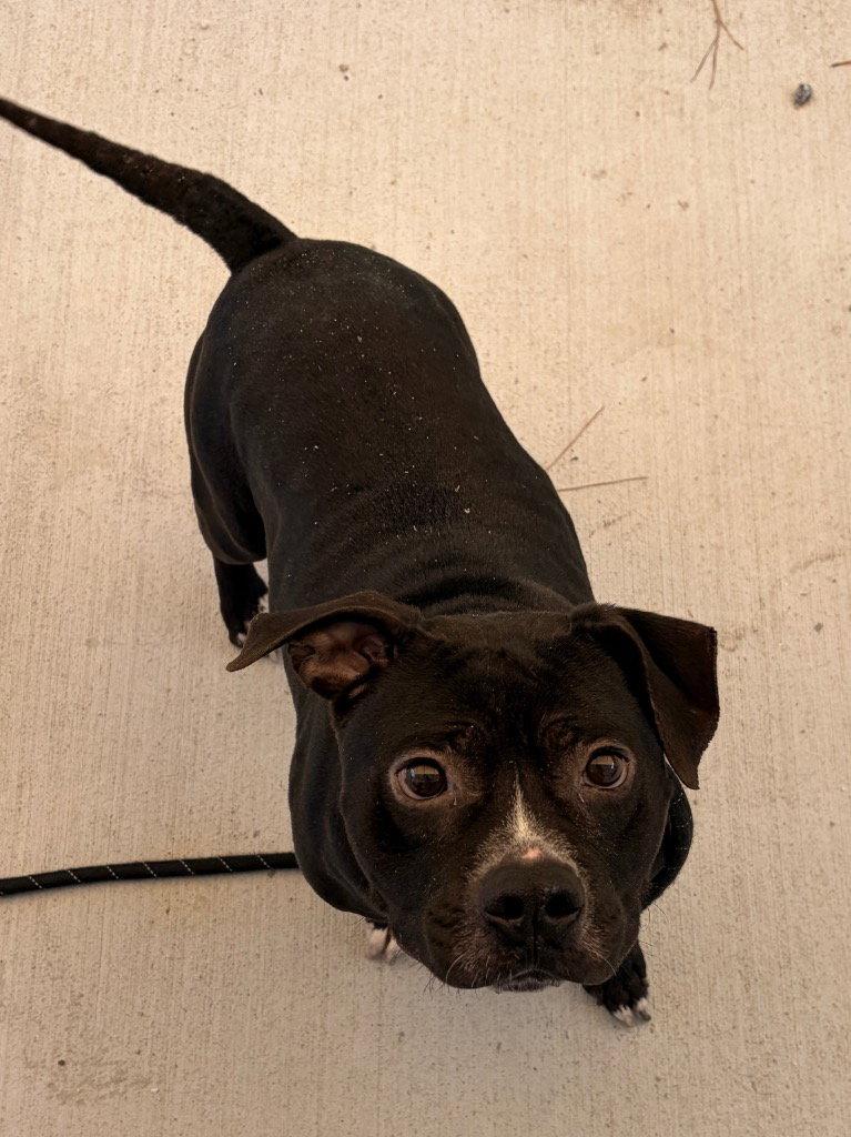 Enlarge 26-296 Bugg, a Adoptable Pit Bull Terrier in Tarboro, NC image 1/3