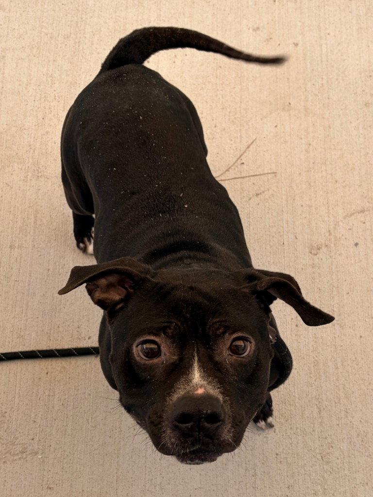 Enlarge 26-296 Bugg, a Adoptable Pit Bull Terrier in Tarboro, NC image 2/3