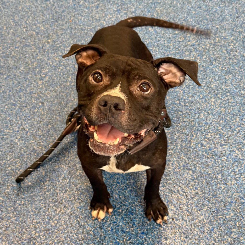 Enlarge 26-296 Bugg, a Adoptable Pit Bull Terrier in Tarboro, NC image 3/3