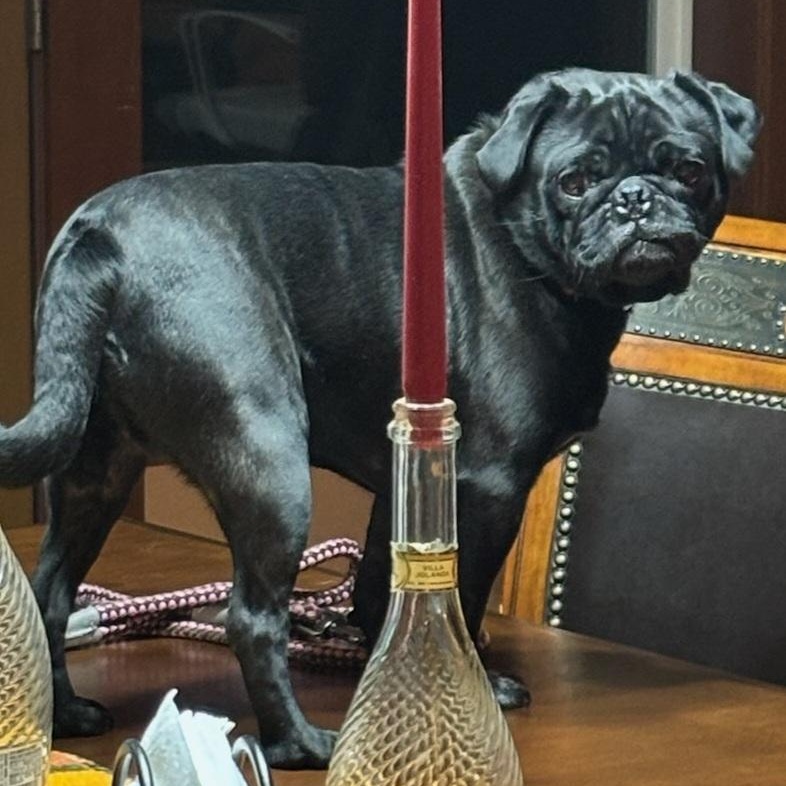 Enlarge PEEWEE - br, a Adoptable Pug in Burlington, WA image 2/5