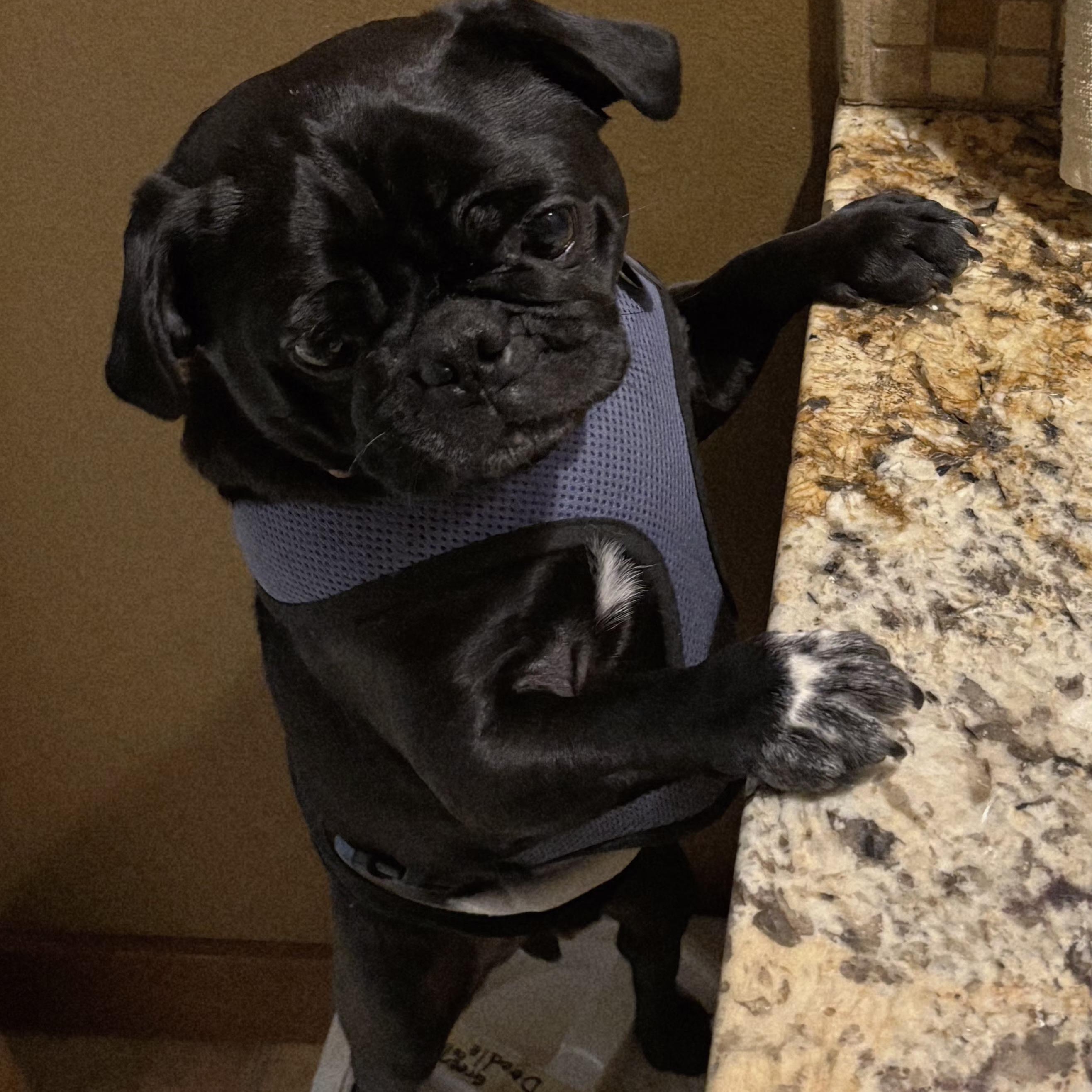 Enlarge PEEWEE - br, a Adoptable Pug in Burlington, WA image 4/5