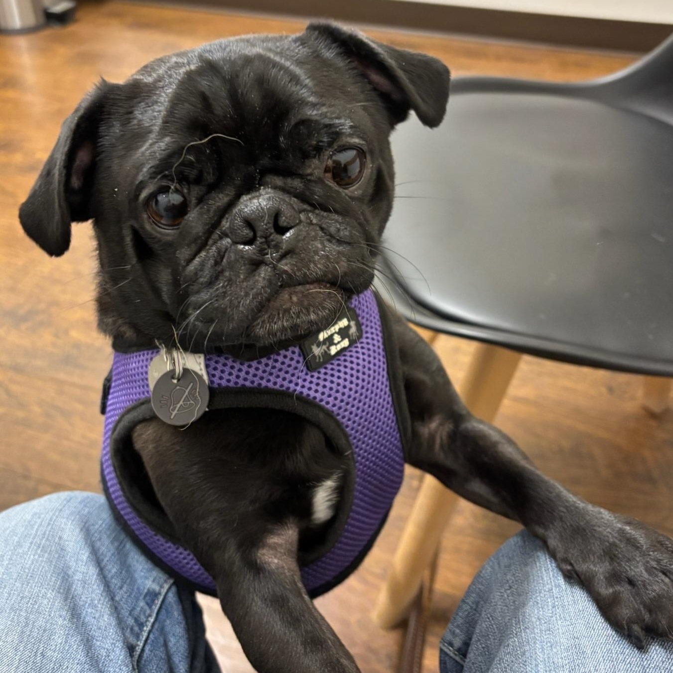 PEEWEE - br, Adoptable, Adult Male Pug.