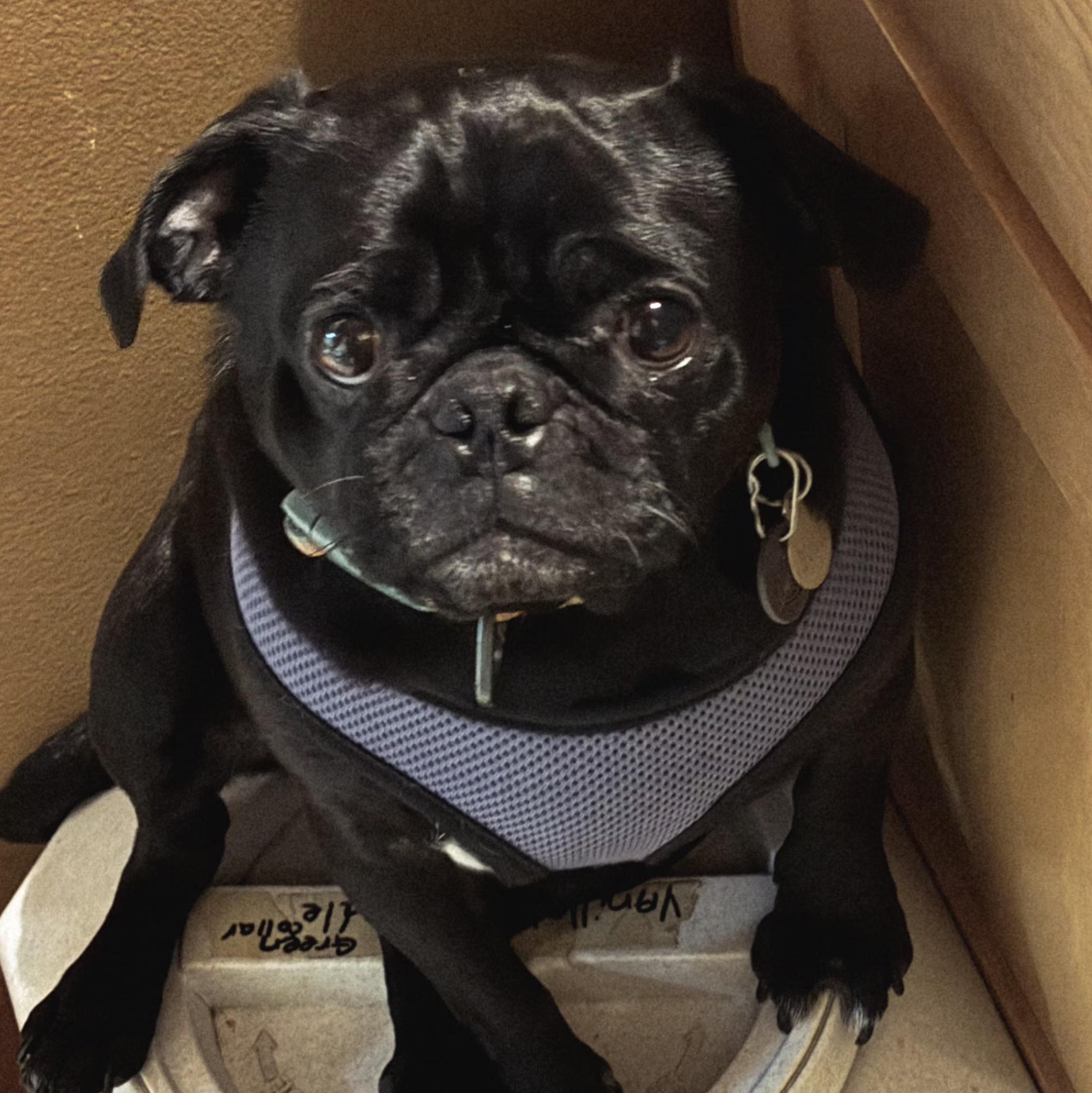 Enlarge PEEWEE - br, a Adoptable Pug in Burlington, WA image 3/5