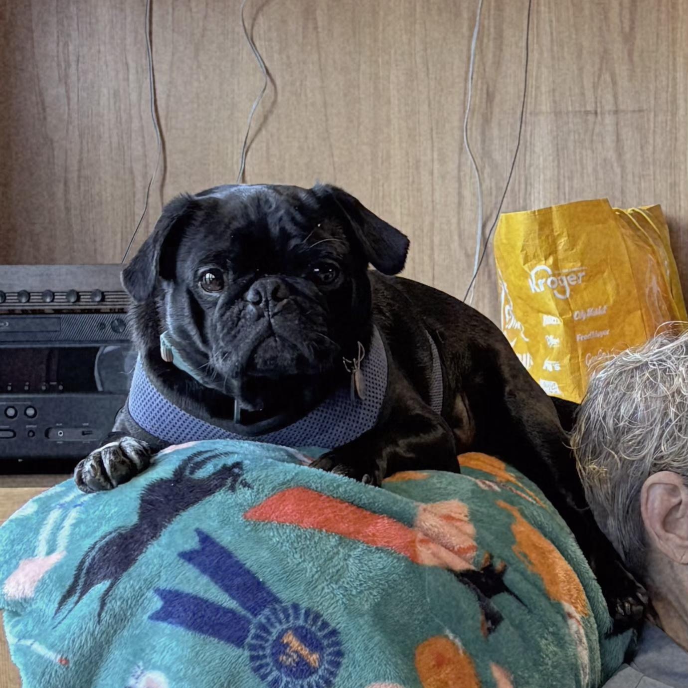 Enlarge PEEWEE - br, a Adoptable Pug in Burlington, WA image 5/5