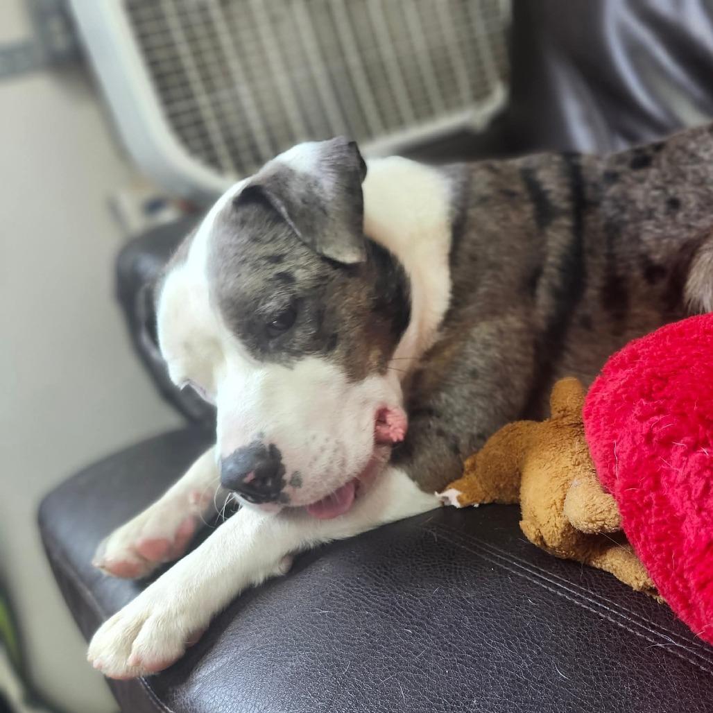 Enlarge Wilbur, a Adoptable mixed breed in Graham, TX image 3/3