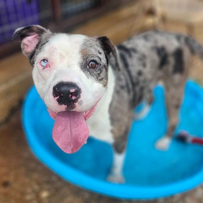 Enlarge Wilbur, a Adoptable mixed breed in Graham, TX image 2/3