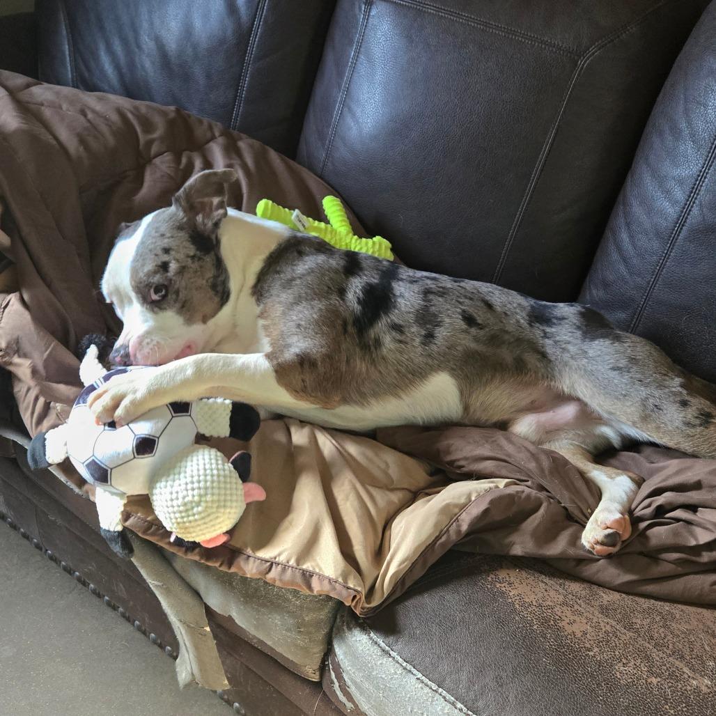 Enlarge Wilbur, a Adoptable mixed breed in Graham, TX image 5/5