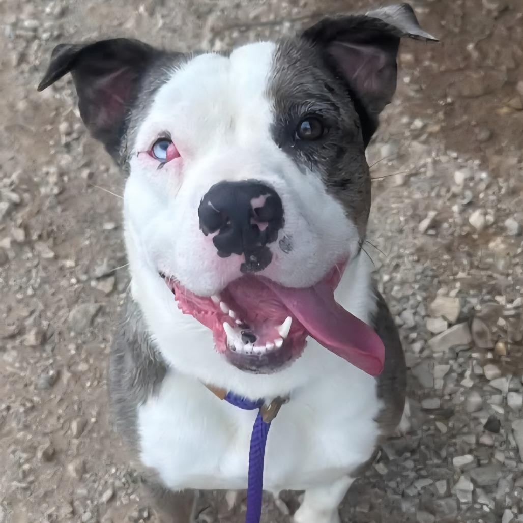 Enlarge Wilbur, a Adoptable mixed breed in Graham, TX image 5/5