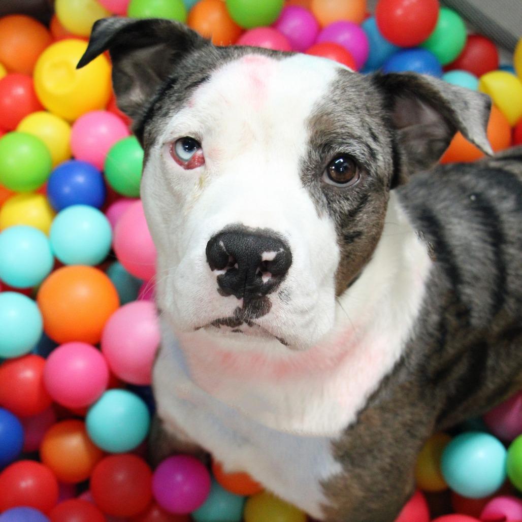 Enlarge Wilbur, a Adoptable mixed breed in Graham, TX image 3/5