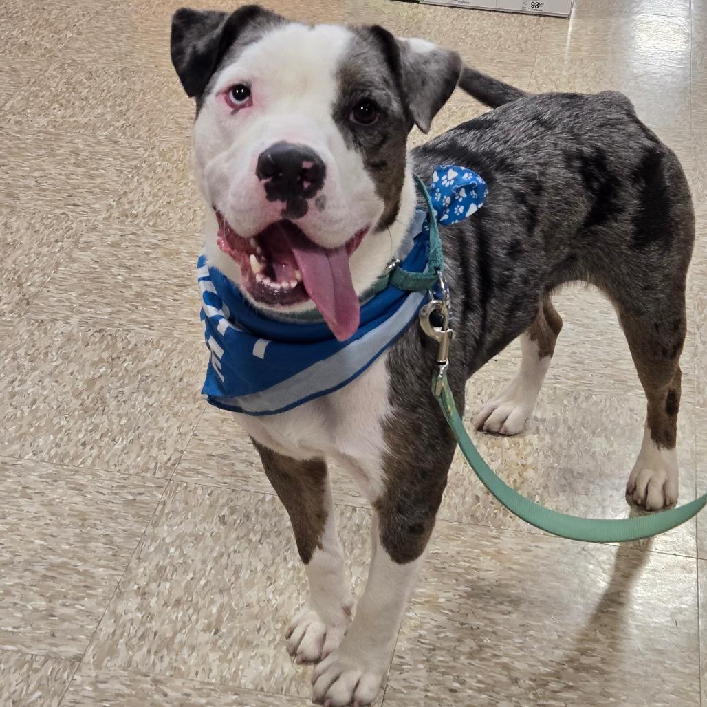 Enlarge Wilbur, a Adoptable mixed breed in Graham, TX image 2/5