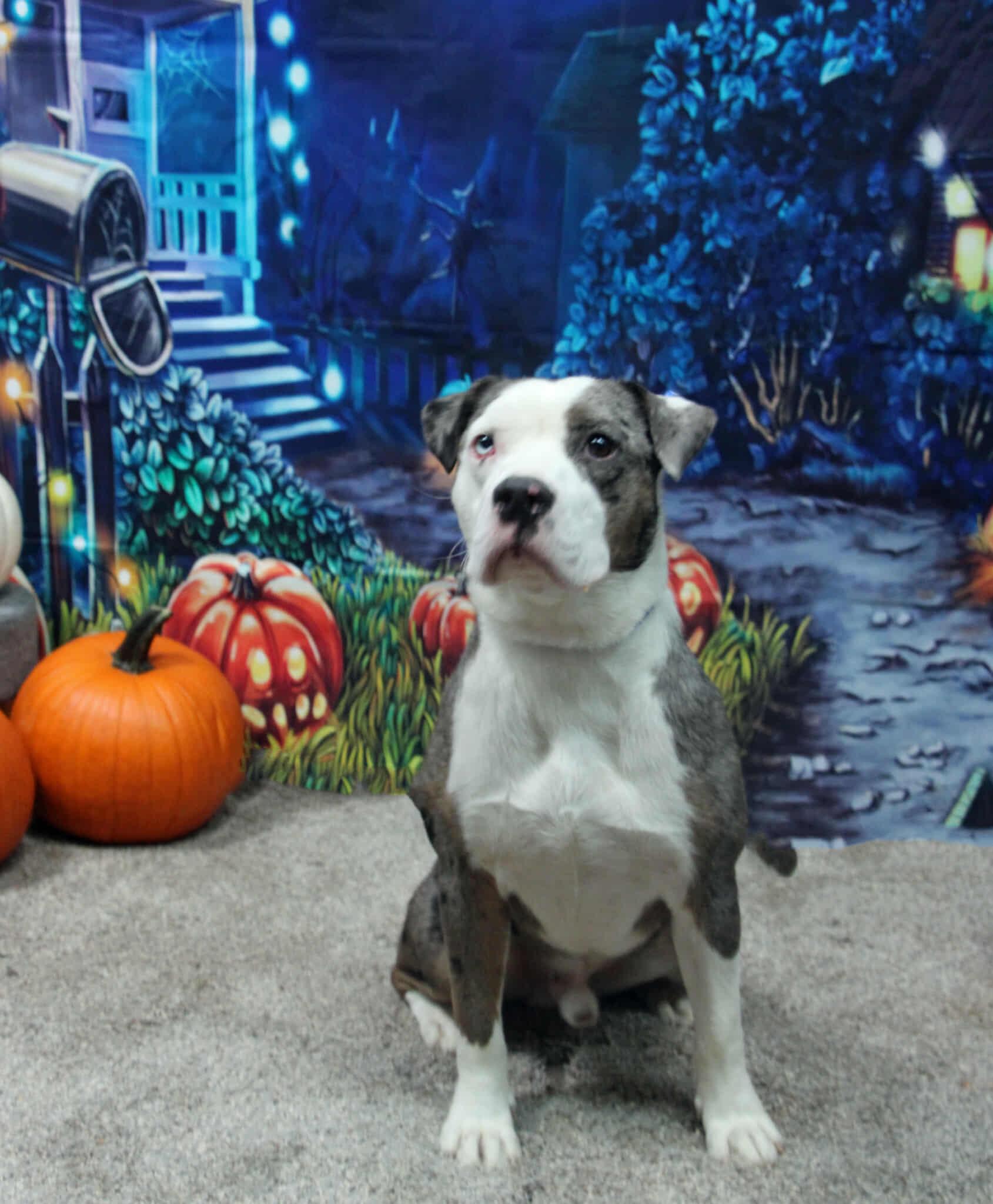 Enlarge Wilbur, a Adoptable mixed breed in Graham, TX image 1/5