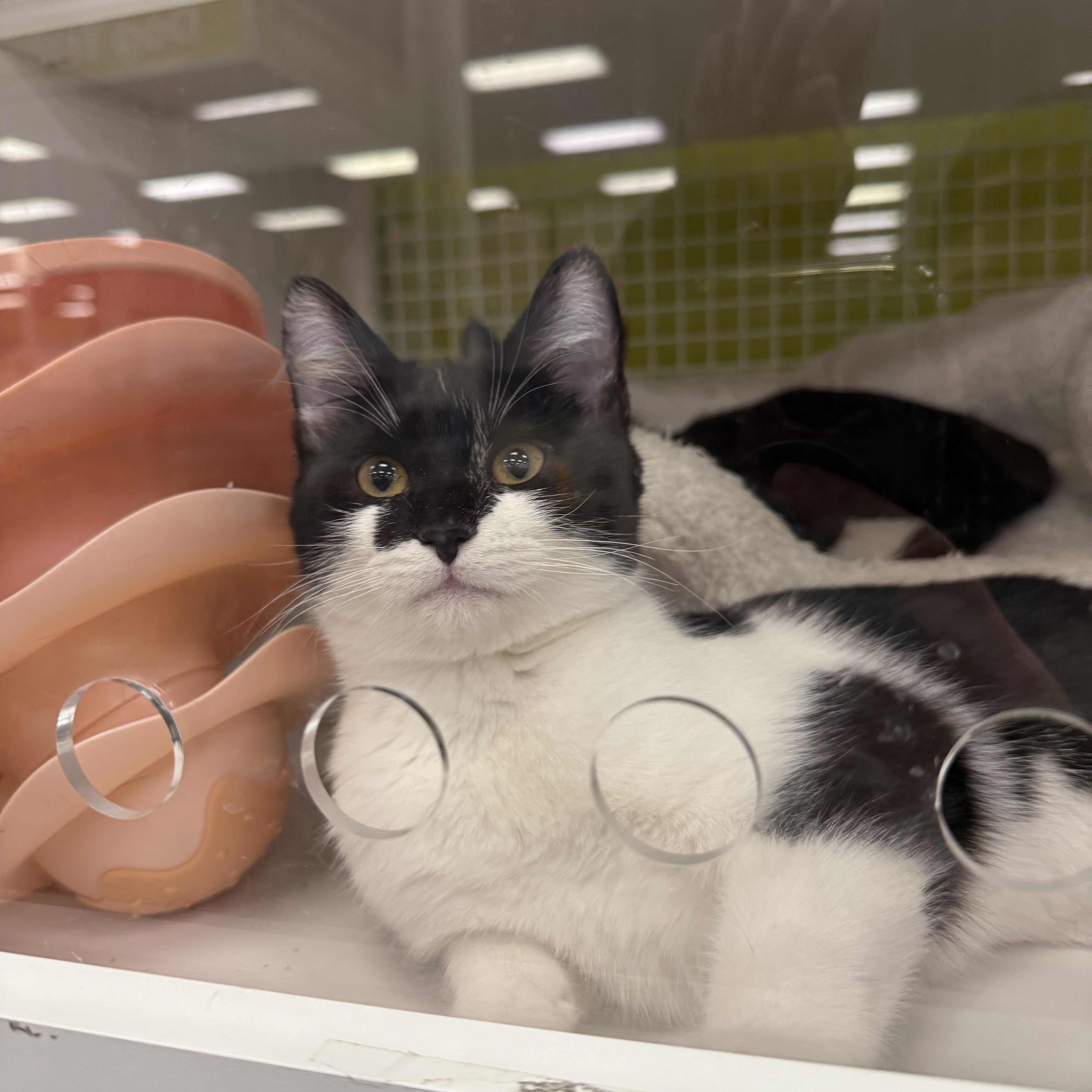 Bluey INDOOR ONLY , adopted, Kitten Female Domestic Short Hair.