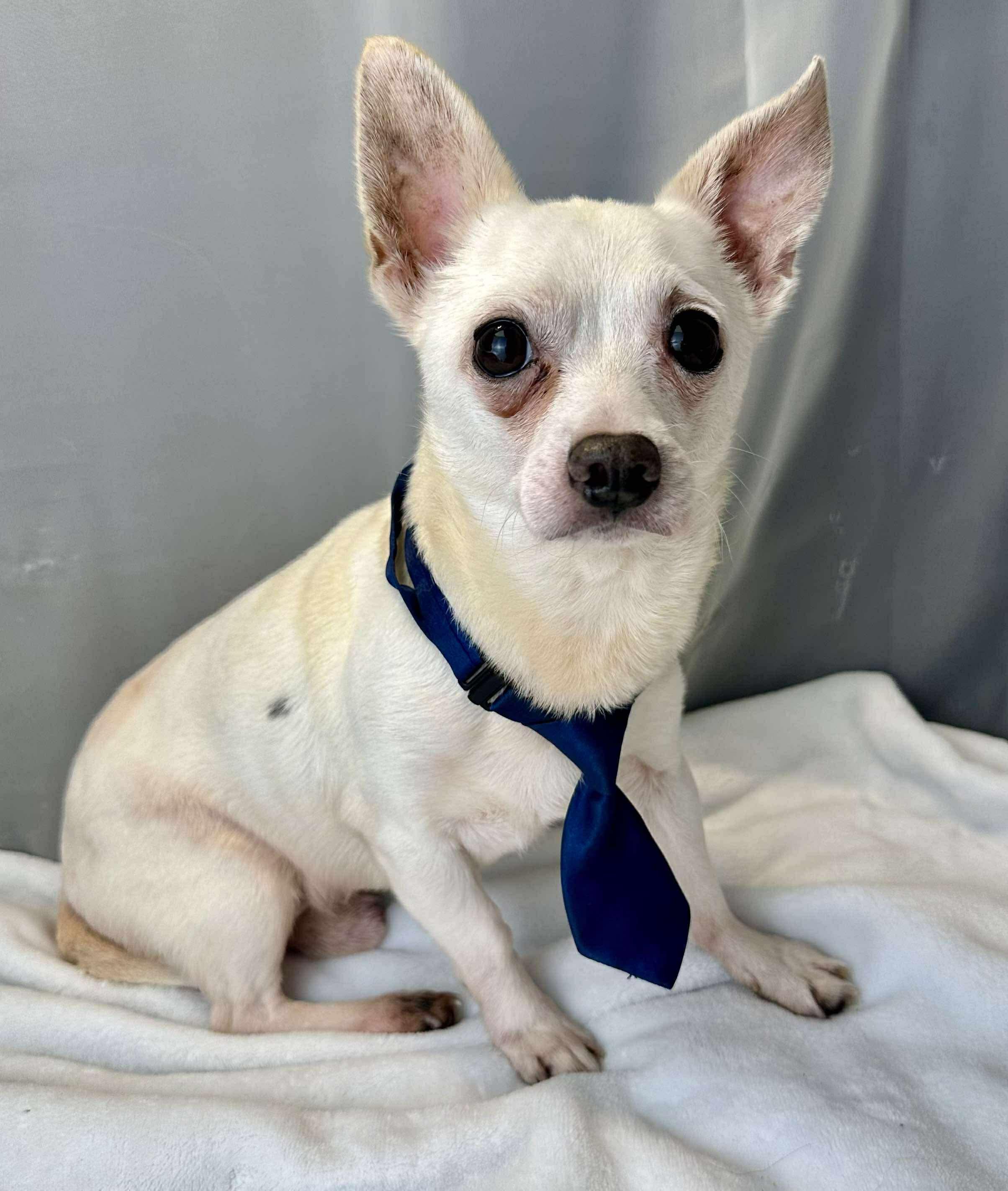 Atticus, Senior Male unknown