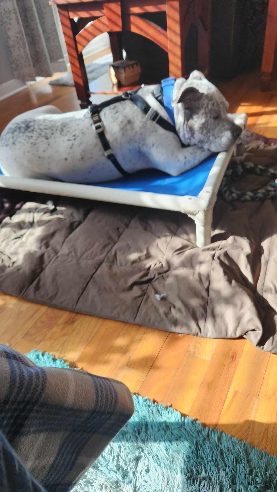 Mr Freckles (Hades), an adopted mixed breed in LOWELL, IN image 1/4