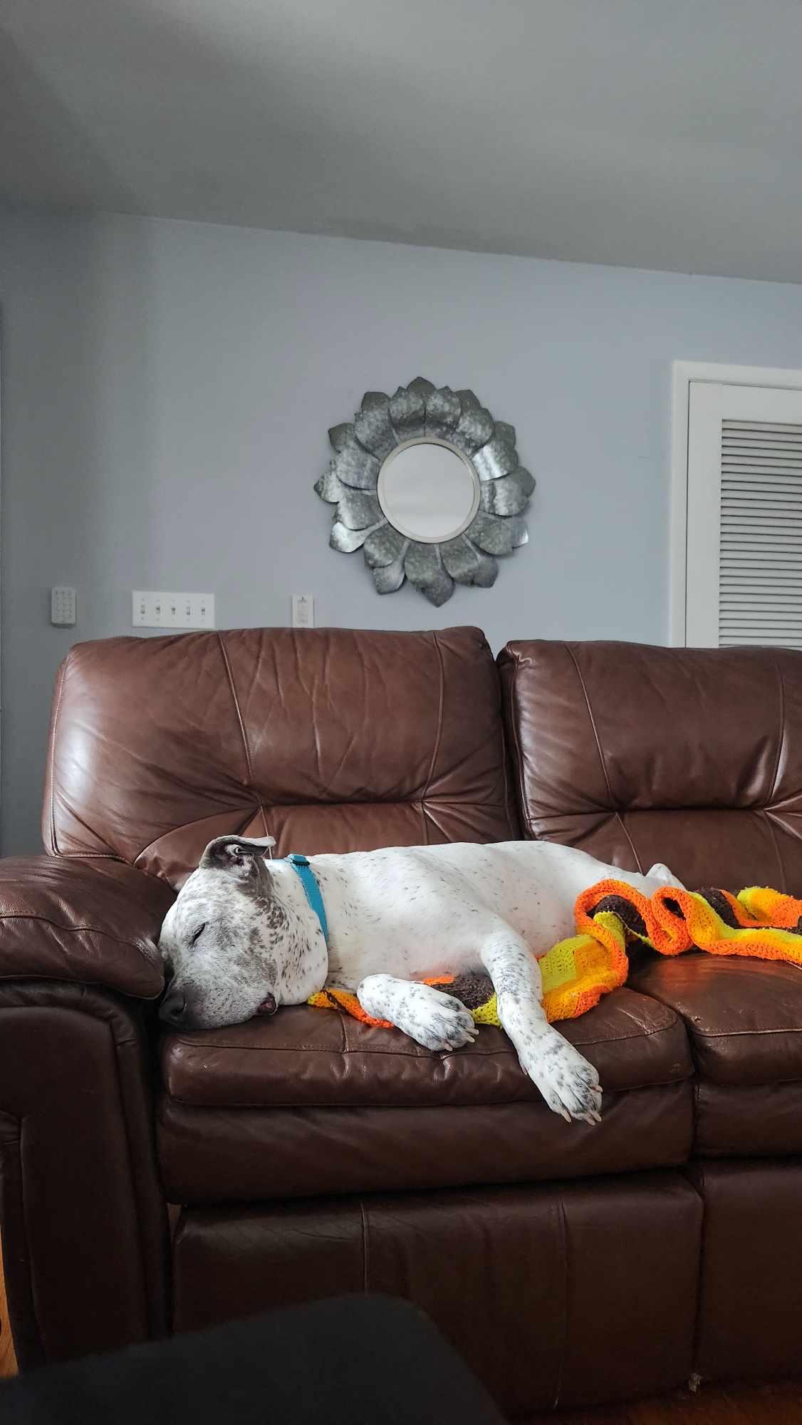 Mr Freckles (Hades), adopted, Adult Male American Bully.