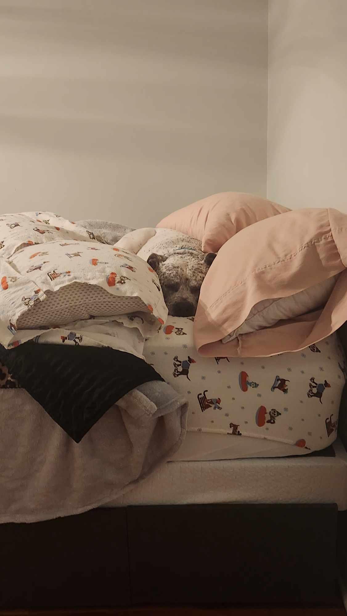 Mr Freckles (Hades), an adopted mixed breed in LOWELL, IN image 4/4