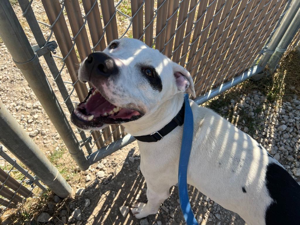 Enlarge Ludo, a Adoptable Pit Bull Terrier in Lansing, KS image 1/2