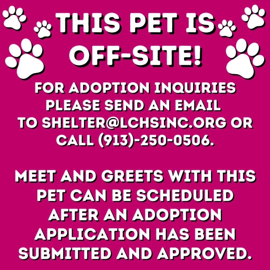 Ludo, a Adoptable Pit Bull Terrier in Lansing, KS image 1/2