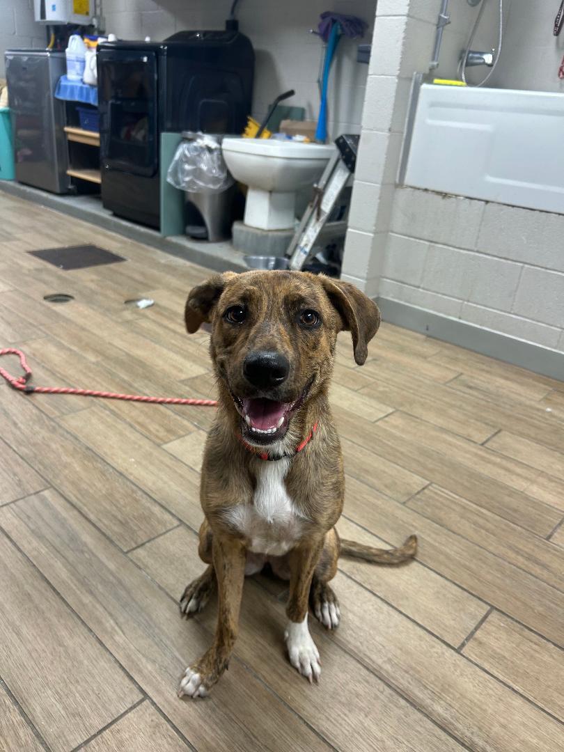 Enlarge Beejay, a Adoptable Whippet in Rowlett, TX image 1/1