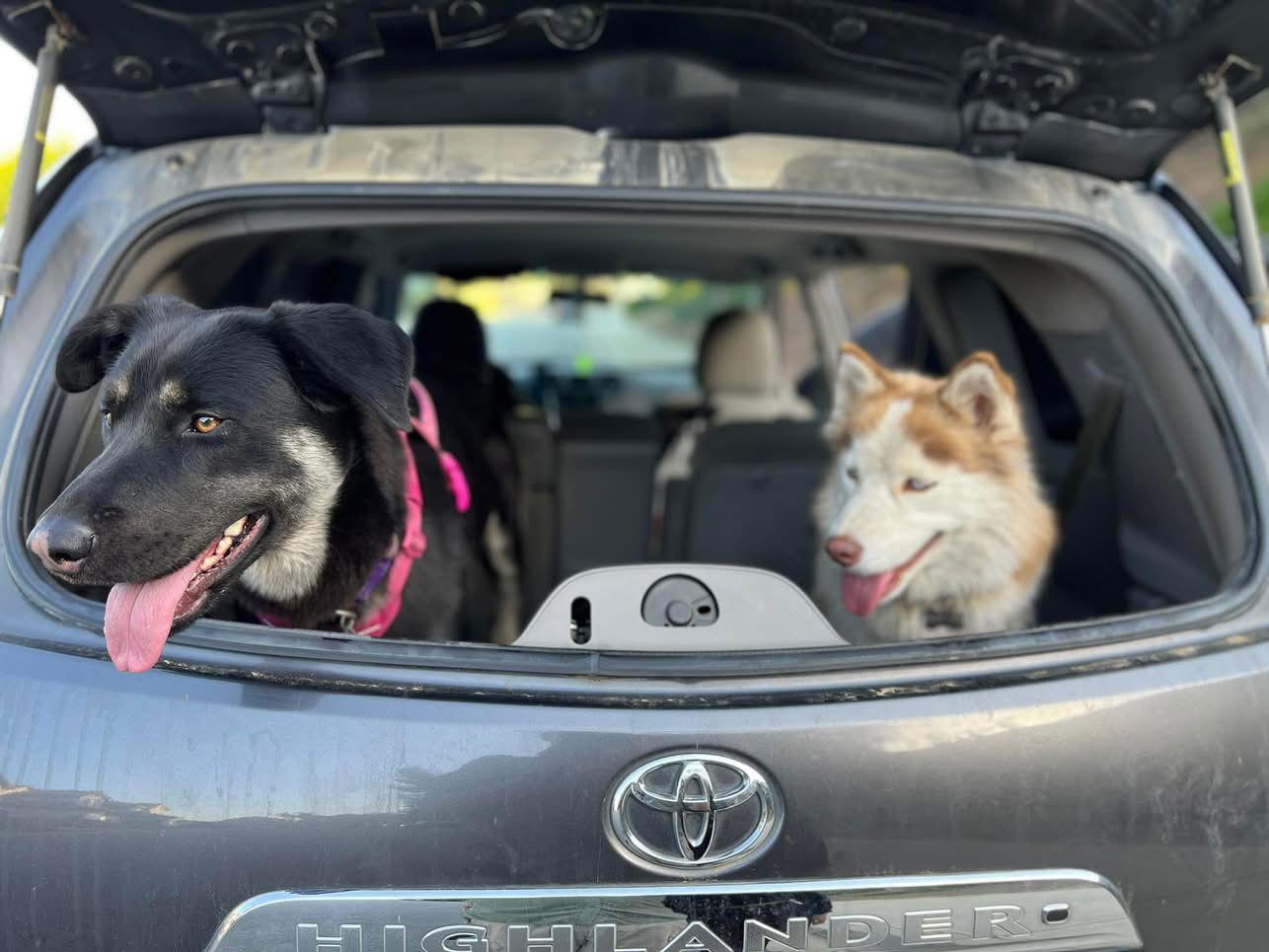 Enlarge Vegas and Safari, a Adoptable mixed breed in Woodland, CA image 1/1