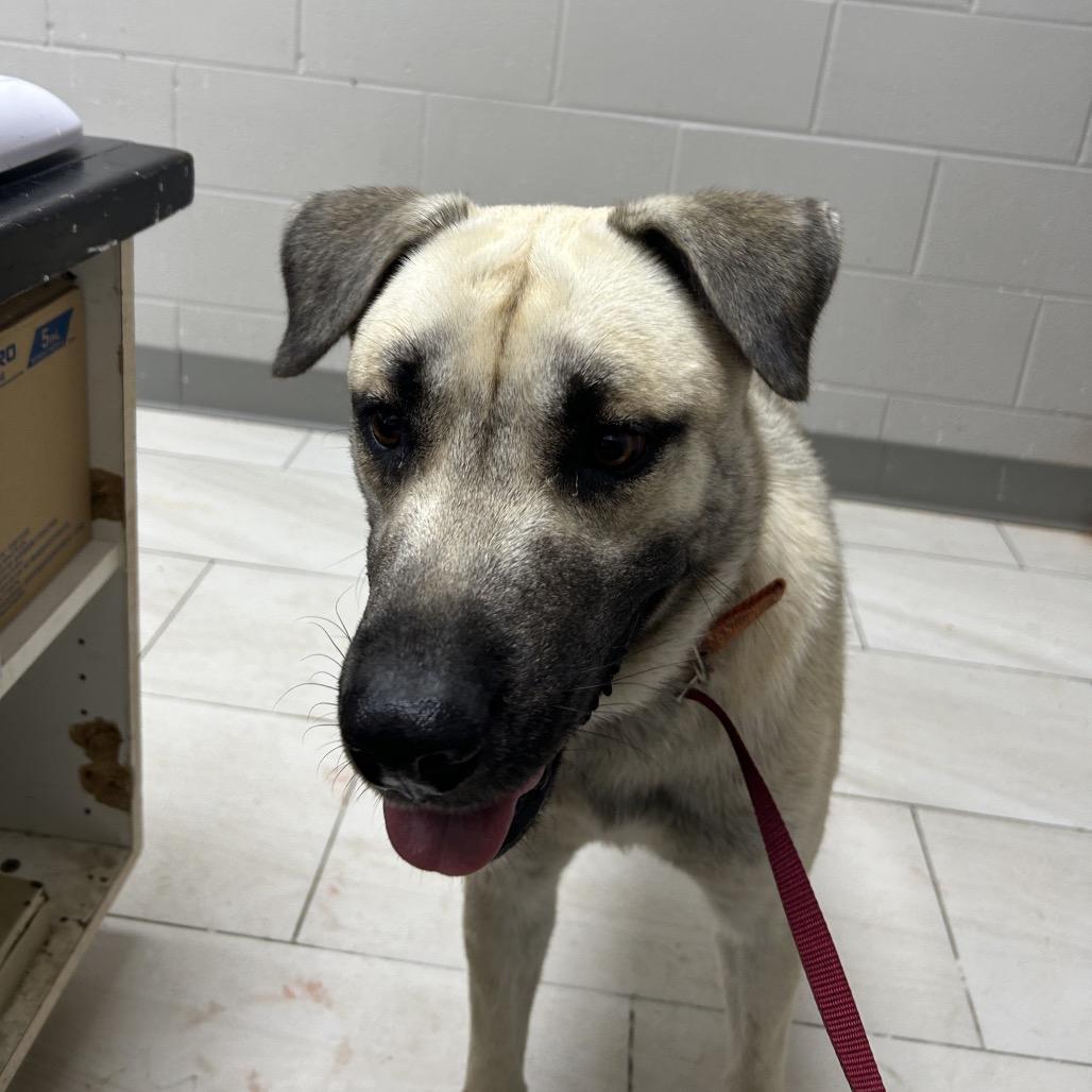 Enlarge Macho, a Adoptable Black Mouth Cur in Lufkin, TX image 1/1