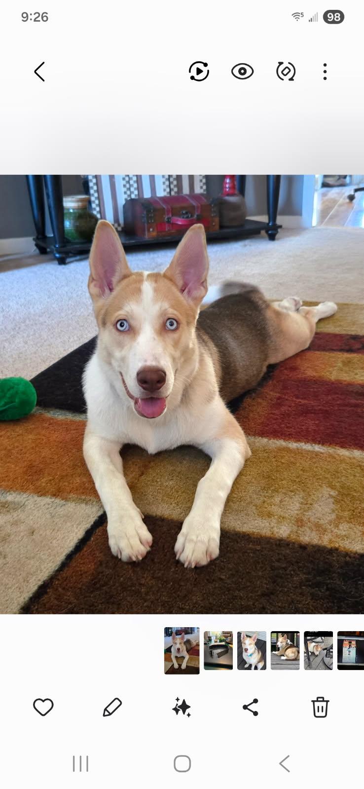 Enlarge Skye, a ADOPTABLE mixed breed in Monroe, NC image 1/2