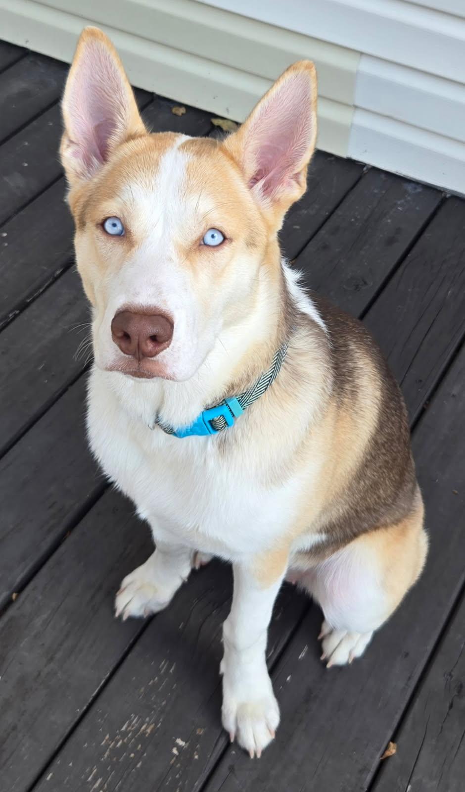 Enlarge Skye, a ADOPTABLE mixed breed in Monroe, NC image 2/2