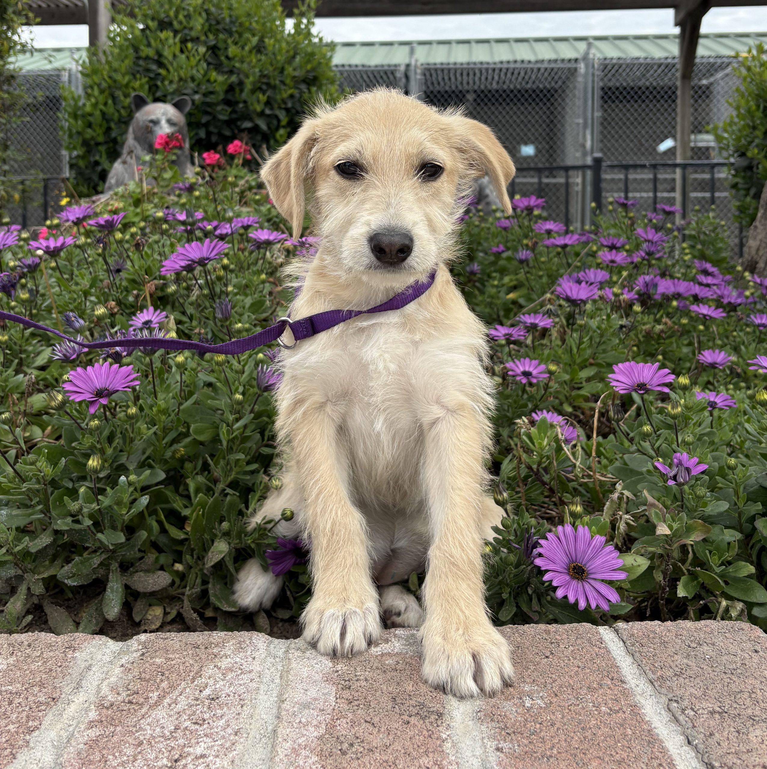 Natasha, Adoptable, Puppy Female Terrier & Mixed Breed.